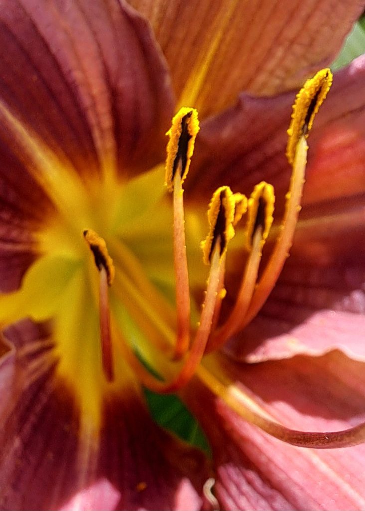 Er is ingezoomd op de gele meeldraden van een donkerrode lelie. De lelie heeft een geel hart en het stuifmeel dat aan de meeldraden kleeft gloeit in het zonlicht.